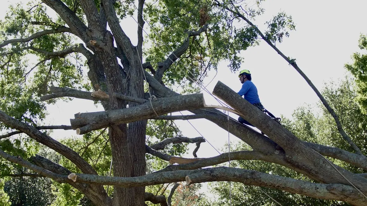 Professional Crown Thinning performed by certified arborists in Chester
